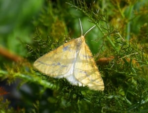 yellow and white moth thumbnail