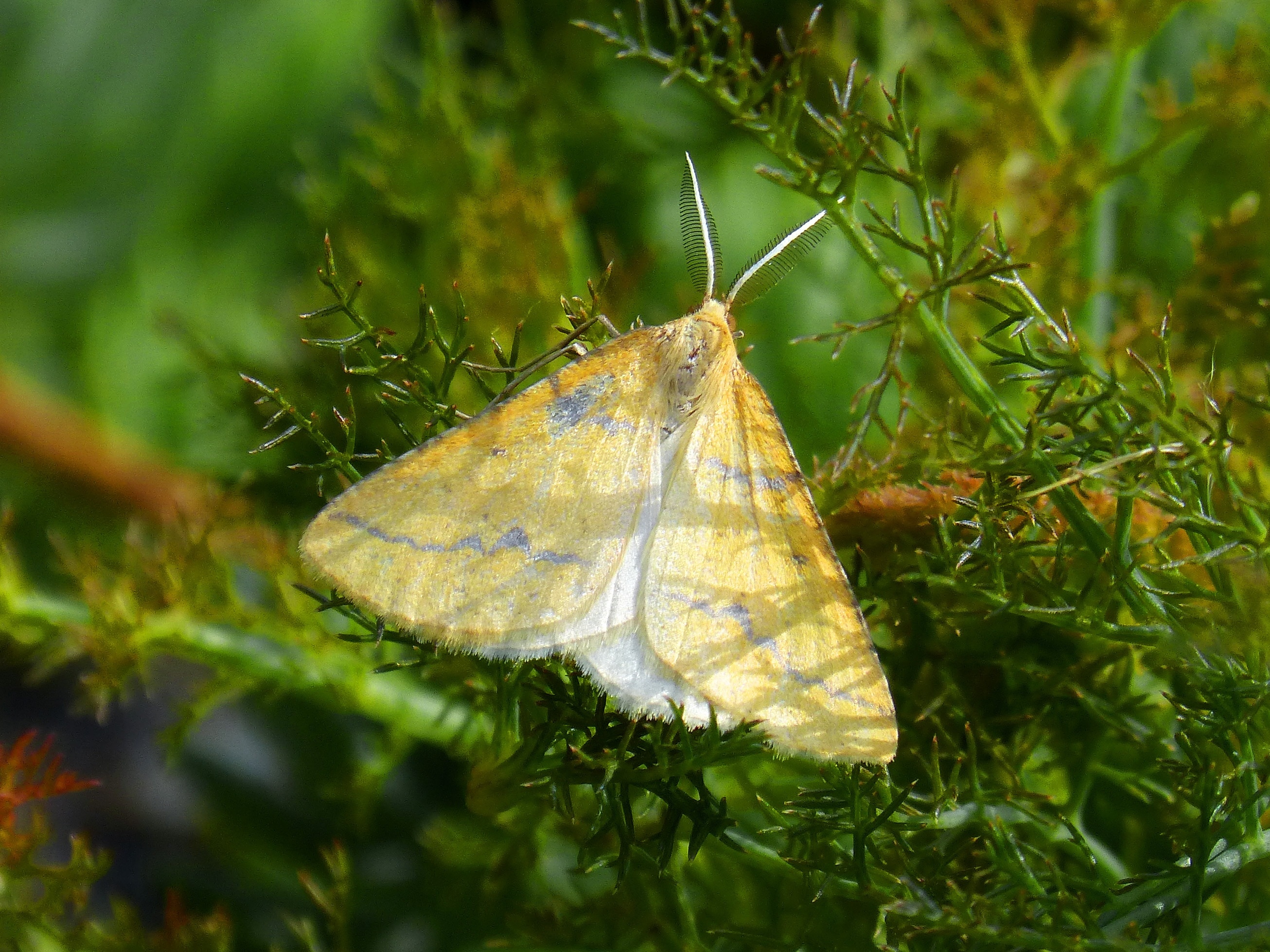 yellow and white moth