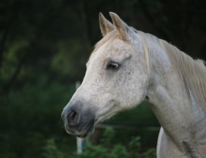 Horse, Mold, Thoroughbred Arabian, one animal, animal head thumbnail