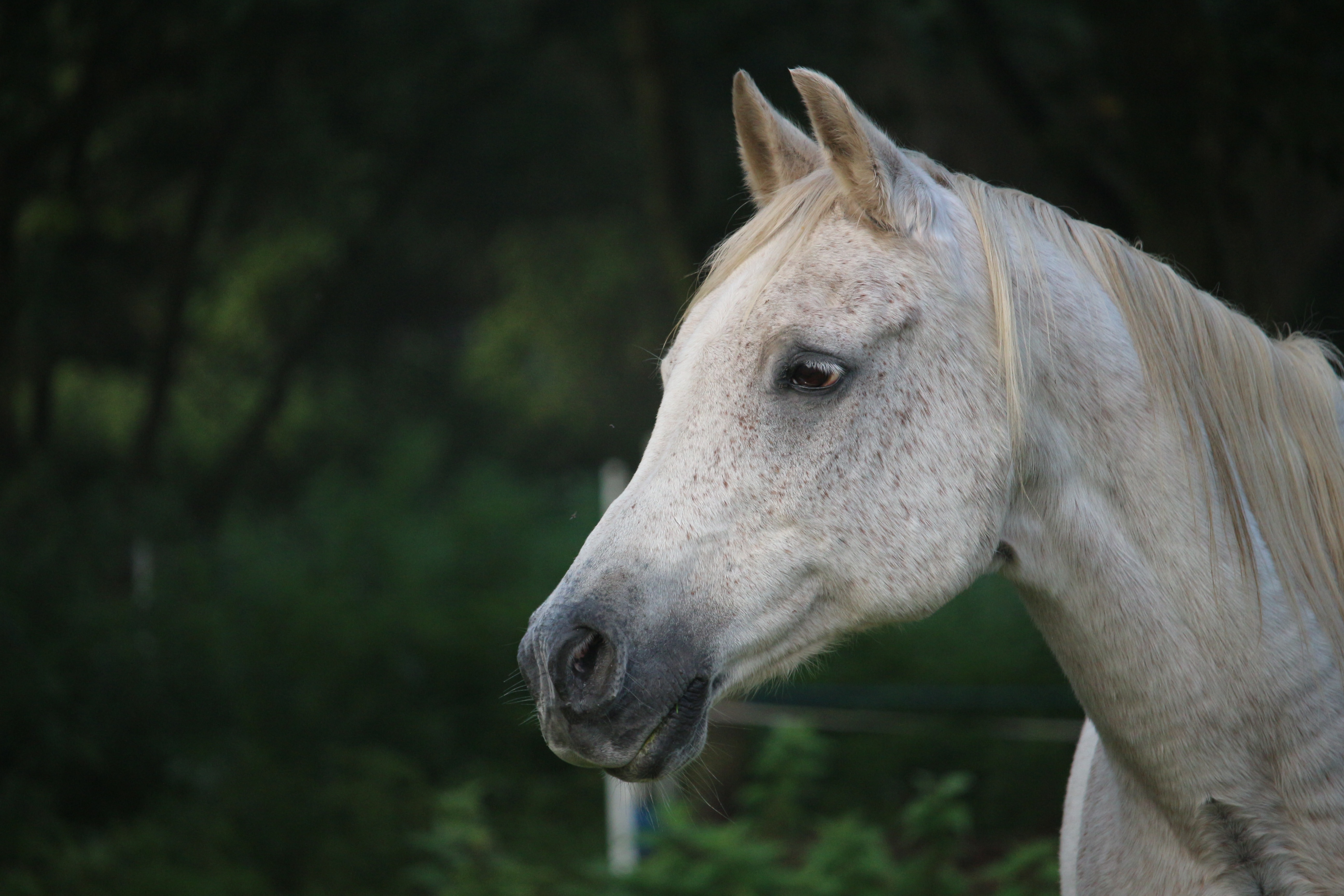 Horse, Mold, Thoroughbred Arabian, one animal, animal head