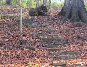 gray rocky path on leafy forest thumbnail