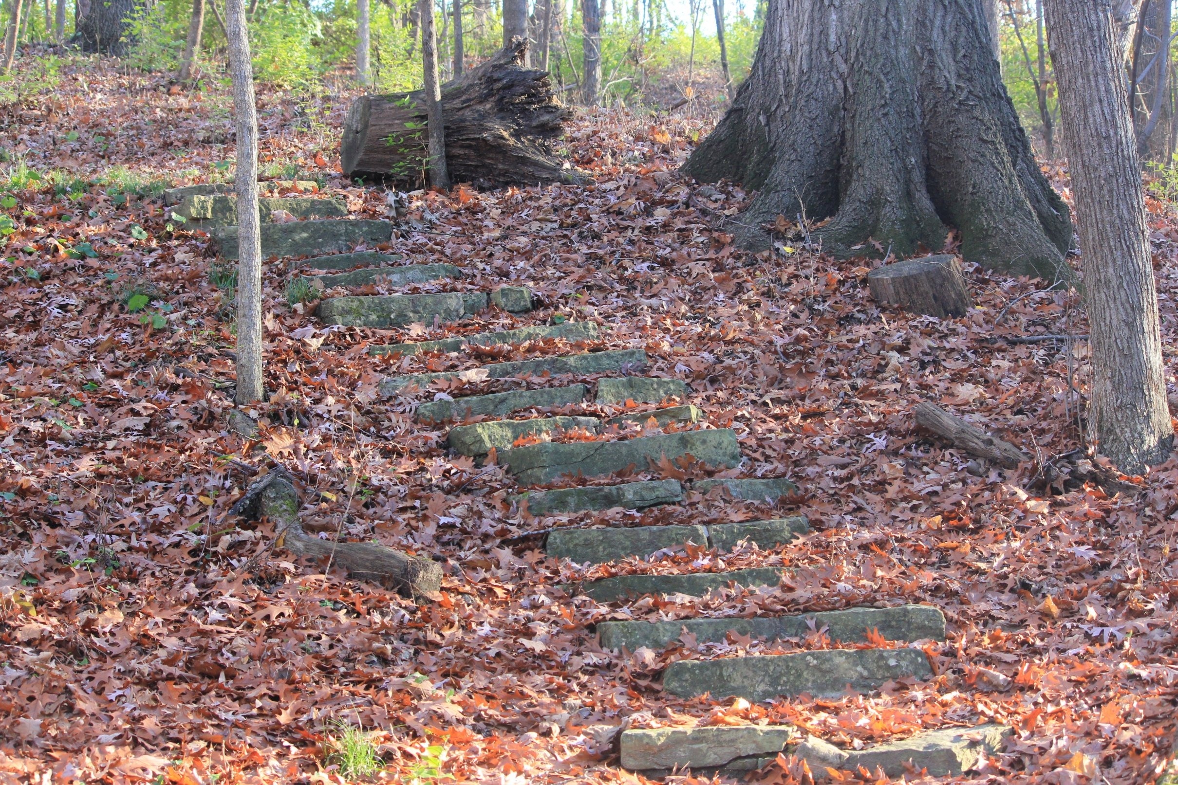 gray rocky path on leafy forest