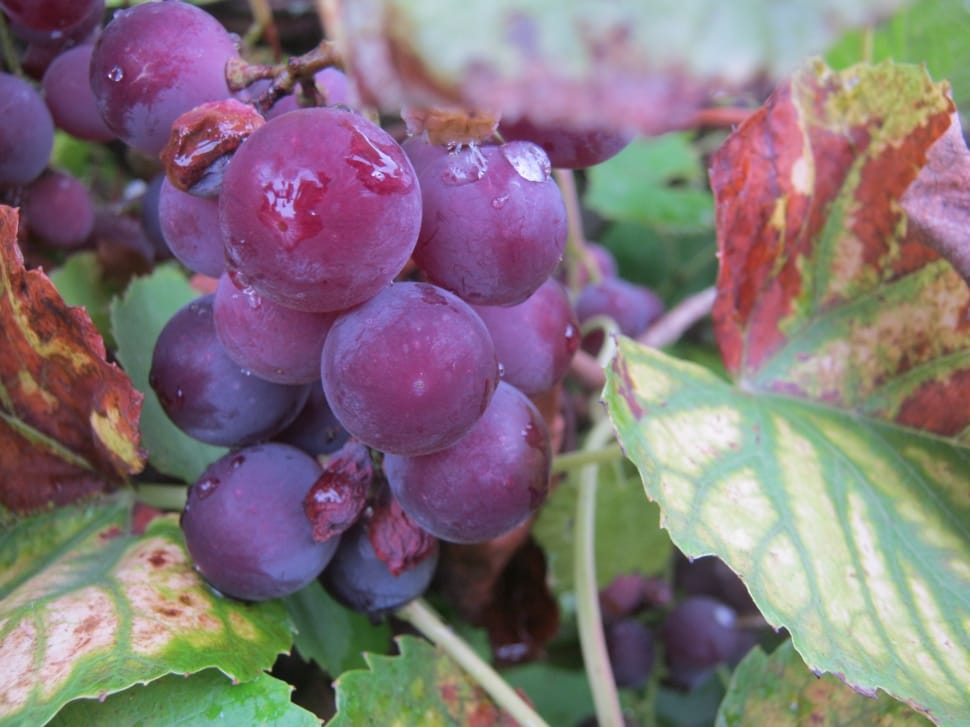 purple grapes preview