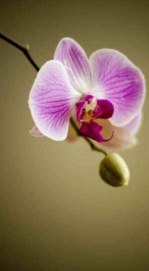 Orchid, Florist, Flora, Flower, Plant, flower, fragility thumbnail