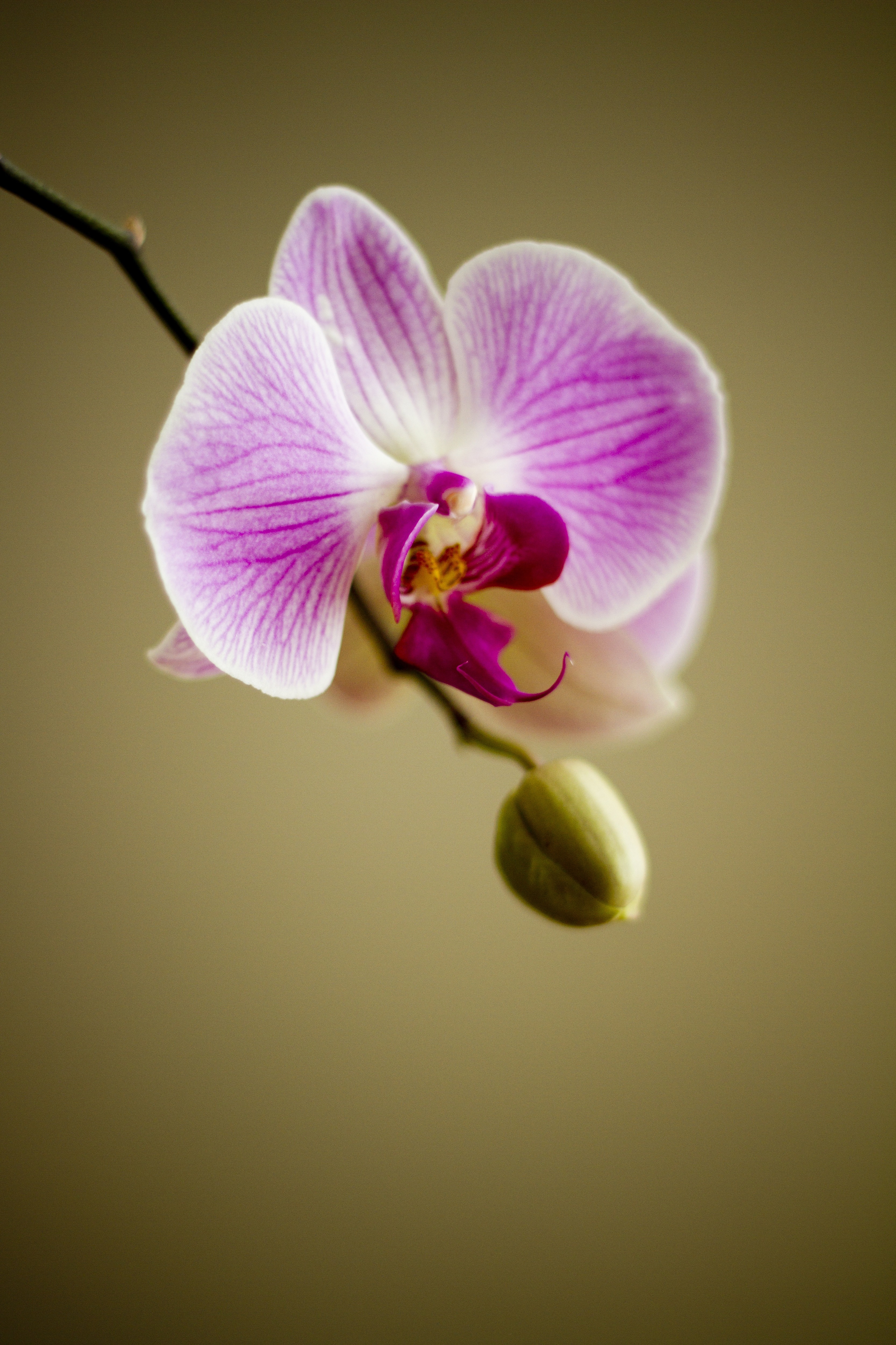 Orchid, Florist, Flora, Flower, Plant, flower, fragility