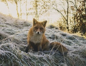 red fox on beige withered grass during golden hour thumbnail