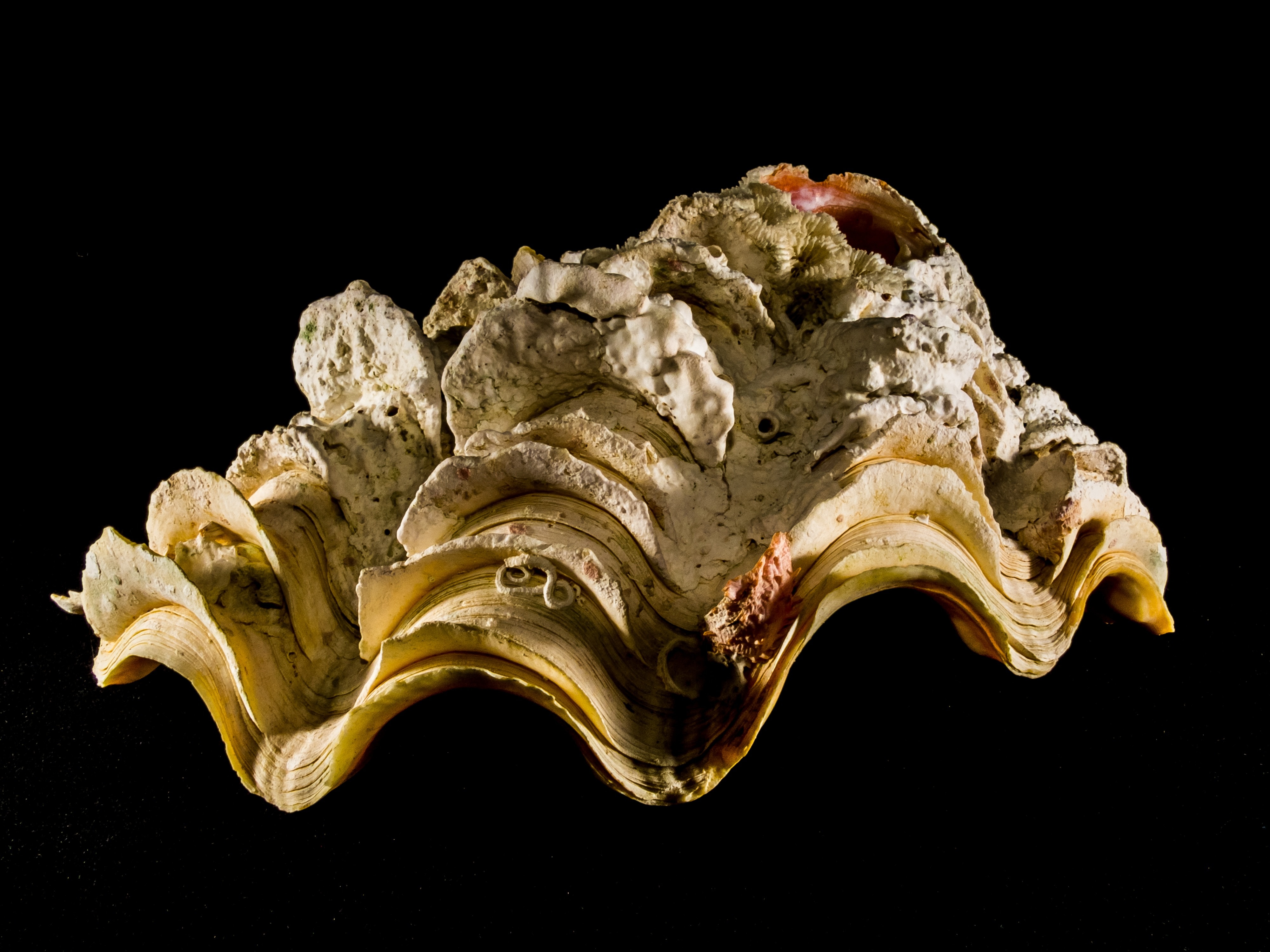 gray sea shell in macro shot