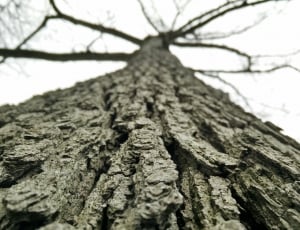 low angle photography of tree under blue sky during daytime thumbnail