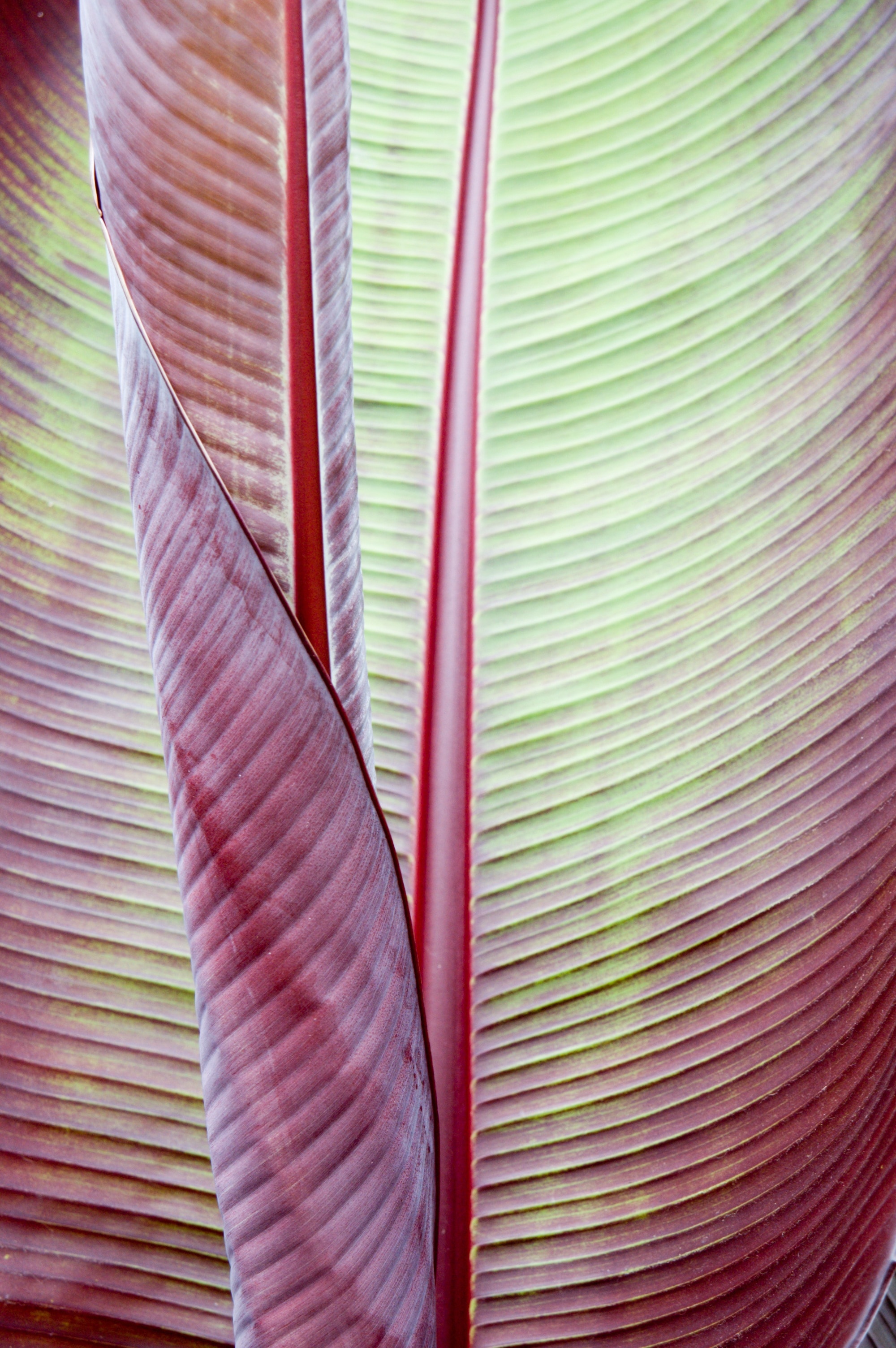 1440x2560 wallpaper | Leaf, Banana Plant, Tropical, Texture, multi ...