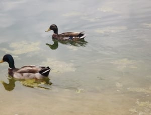 male and female mallard ducks on water during daytime thumbnail