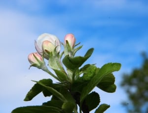 pink and white petaled flower thumbnail