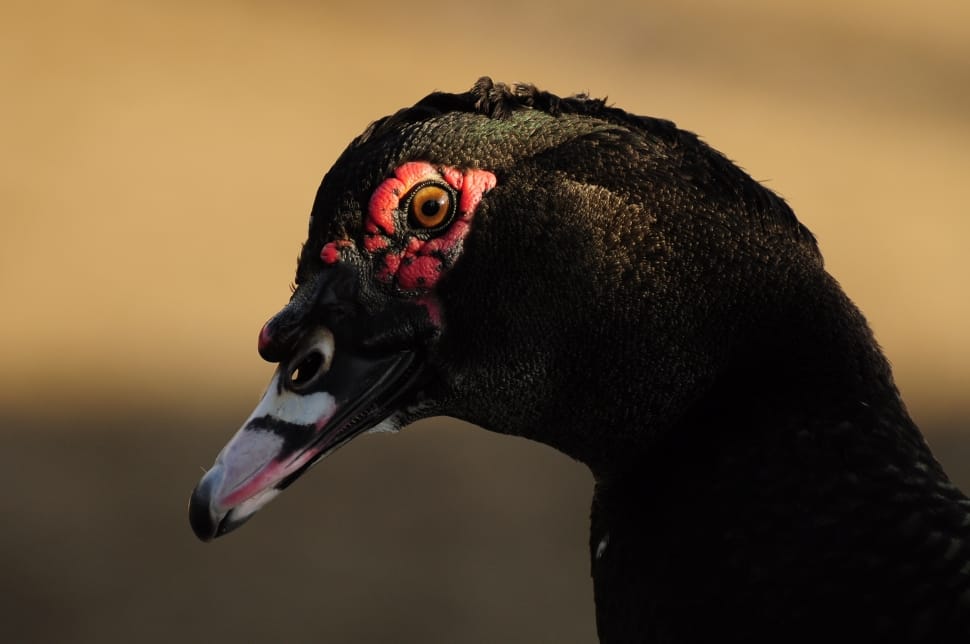 close up photography of black duck preview