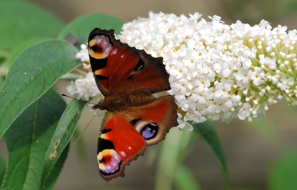 peacock butterfly on white cluster flower preview