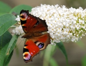 peacock butterfly on white cluster flower thumbnail