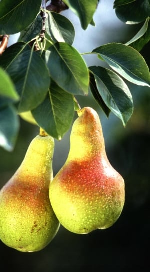yellow and orange pears thumbnail