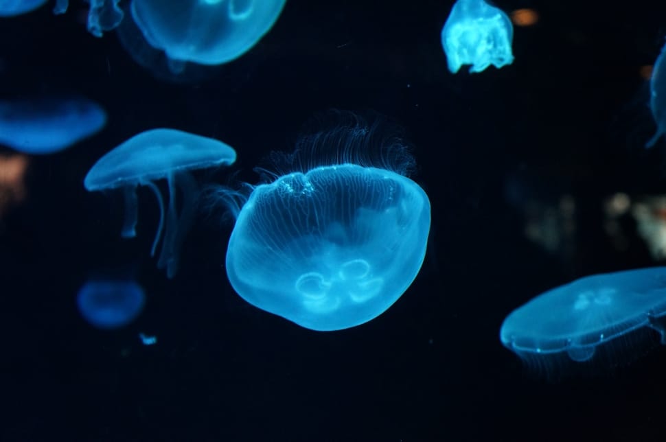 blue jelly fish preview