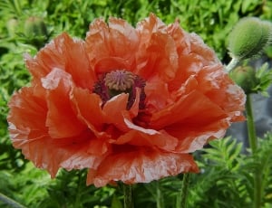 Poppy Flower, Klatschmohn, Poppy, Red, flower, plant thumbnail