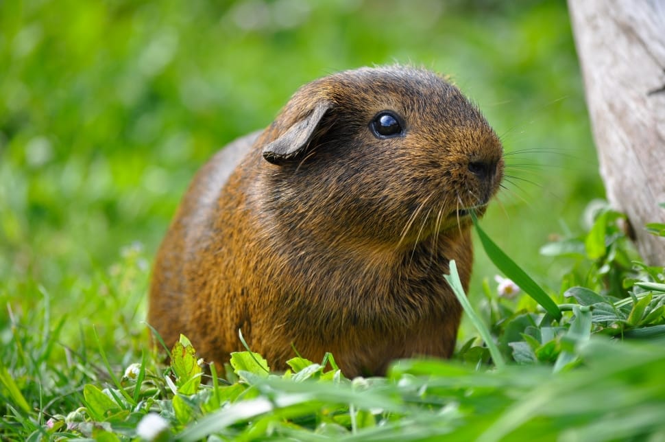 brown guinea pig preview