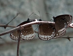 3 brown and white butterflies thumbnail