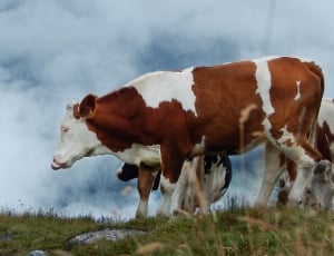 white and brown cows thumbnail