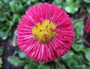 pink multi petaled flower thumbnail