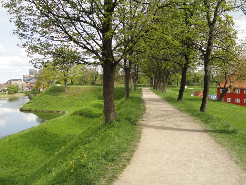 gray pathway between green trees near body of water at daytime preview
