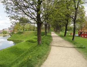 gray pathway between green trees near body of water at daytime thumbnail