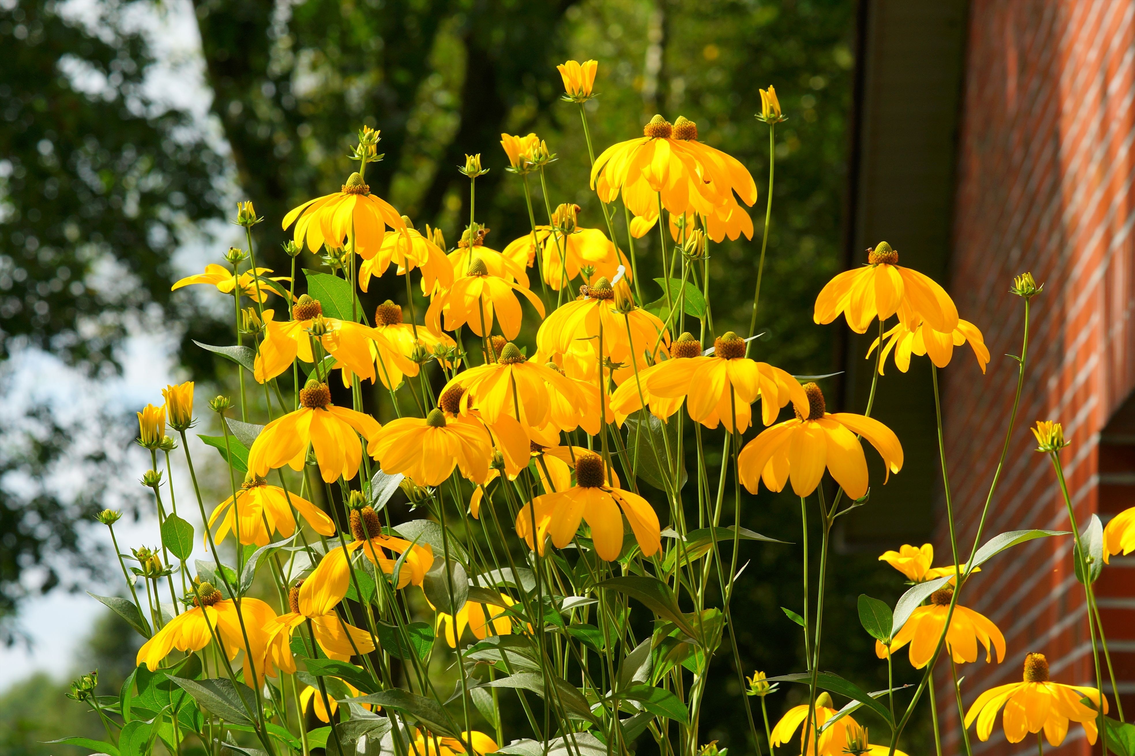 3840x2160 Wallpaper Yellow And Green Flower Plant Peakpx 