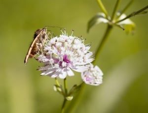 macro photography of eight legged flying insect above of white petaled flower thumbnail