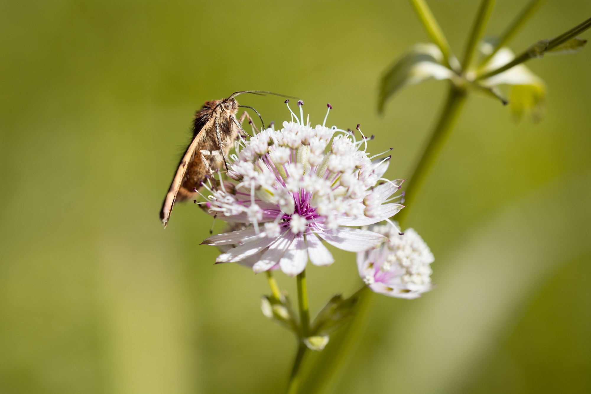 macro photography of eight legged flying insect above of white petaled flower