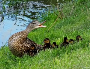 Family, Defense, Ducks, grass, animals in the wild thumbnail