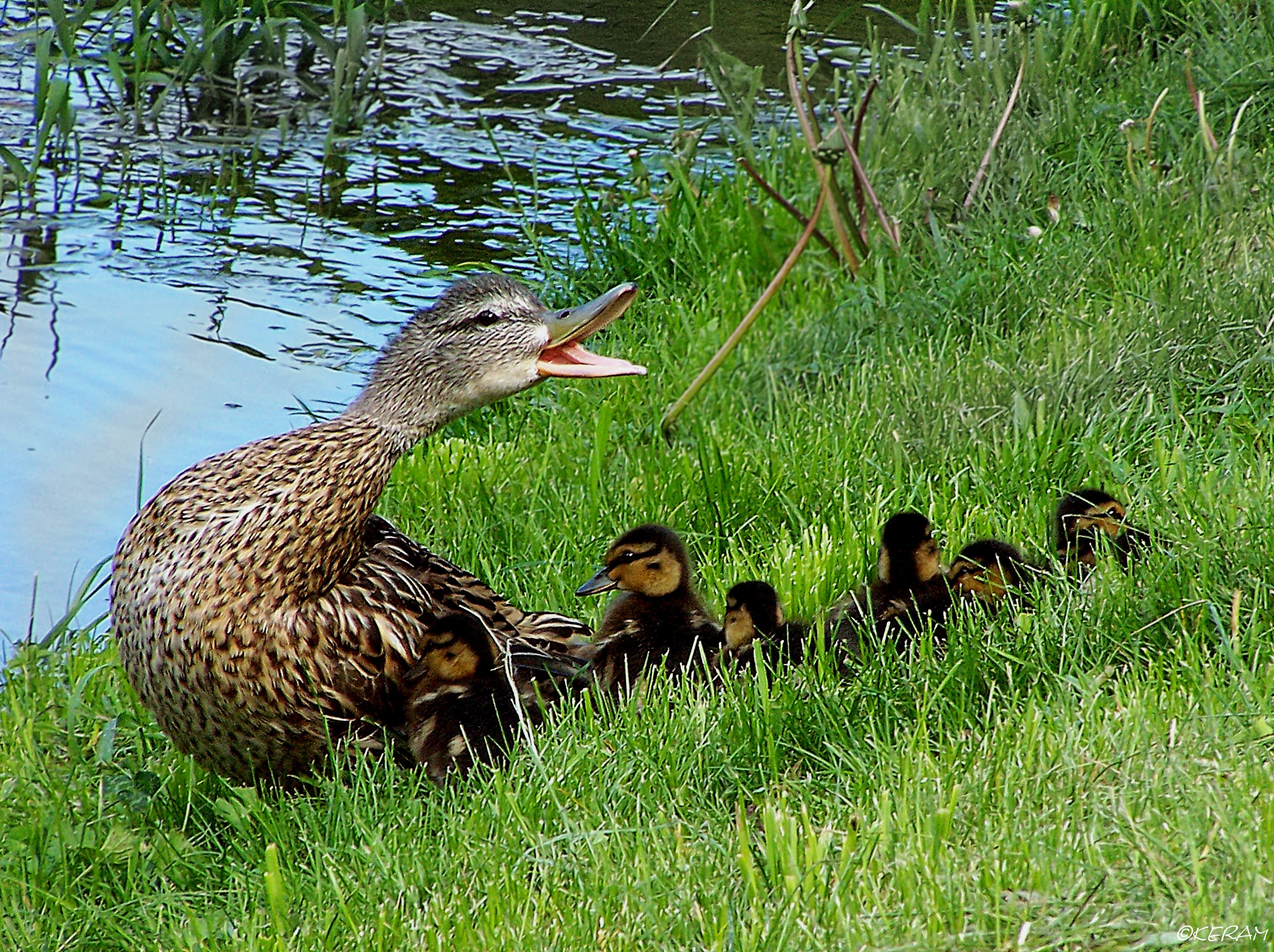 Family, Defense, Ducks, grass, animals in the wild