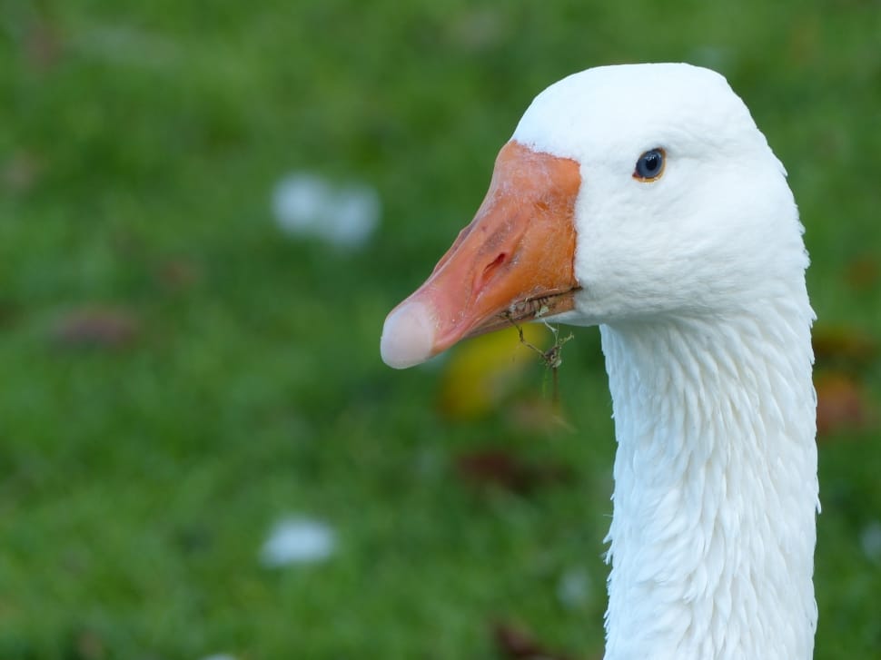 Domestic Goose preview