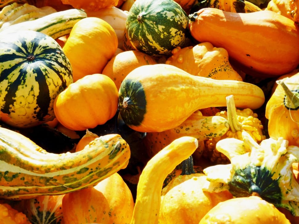 gourd and squash preview