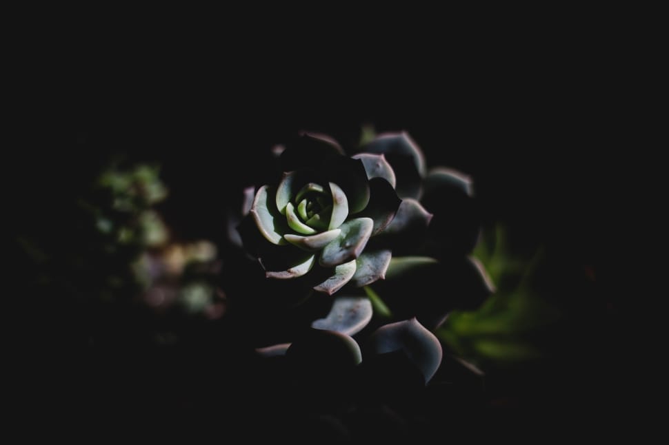 black petaled flower preview