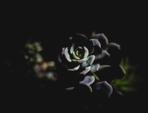black petaled flower thumbnail