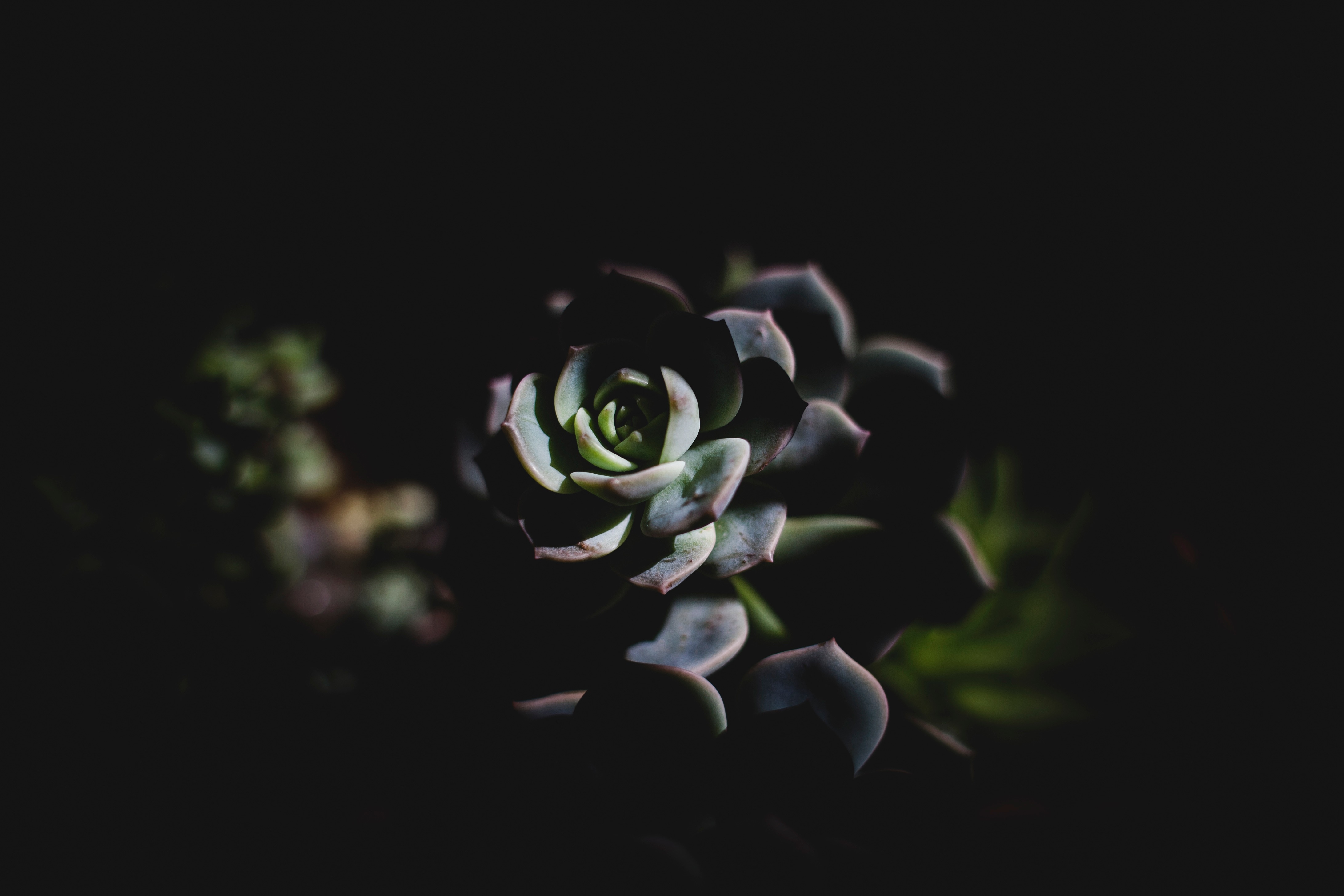 black petaled flower
