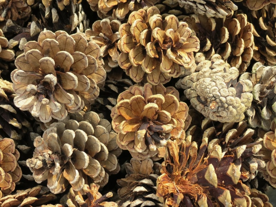 Tap, Close, Pine Cones, Pine, Conifer, nature, no people preview