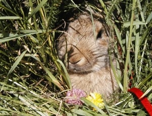 brown rabbit on green grasses thumbnail