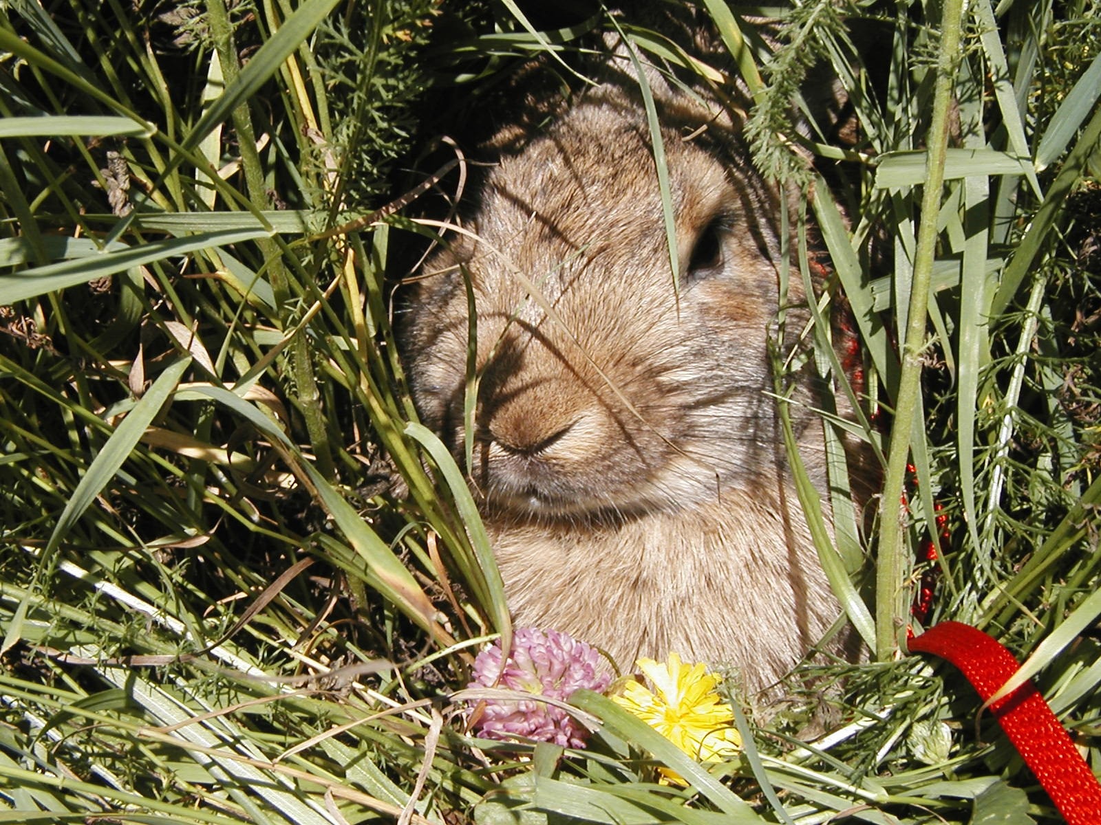 brown rabbit on green grasses