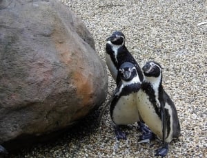 3 black and white penguin thumbnail