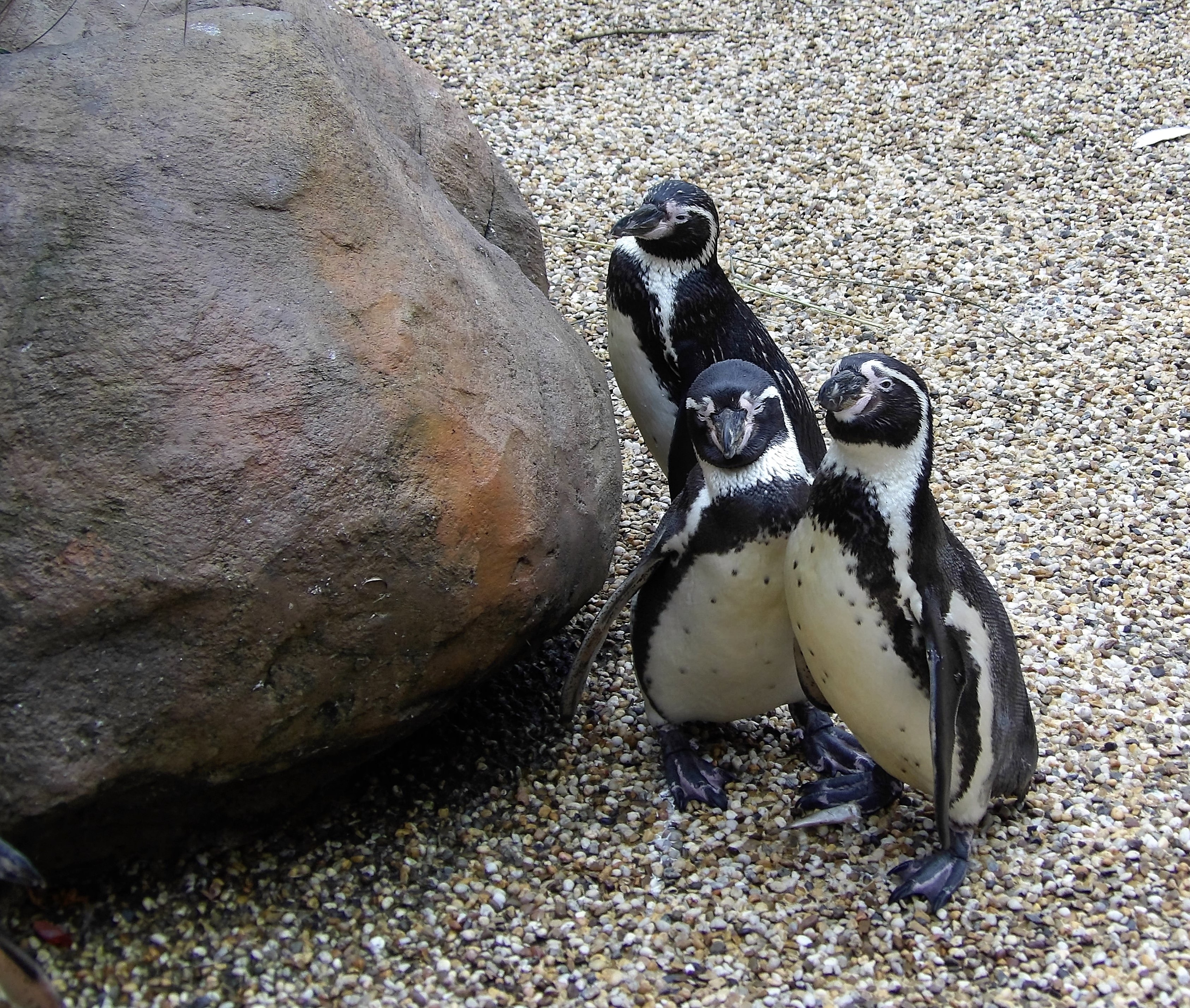 3 black and white penguin