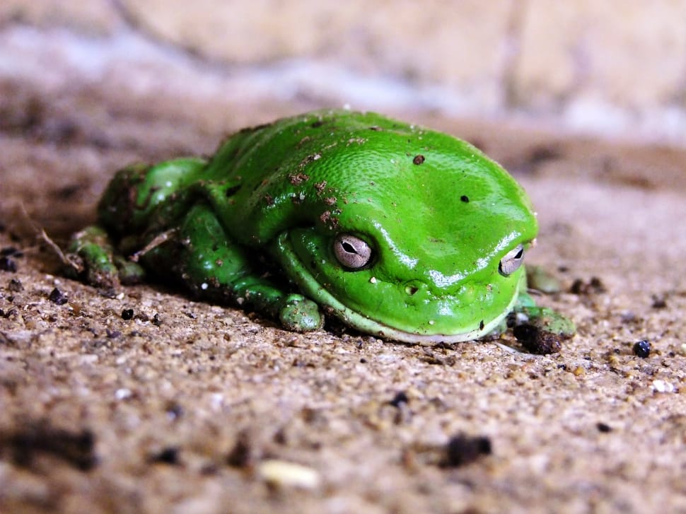 green frog preview