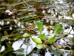 green leaf plant on water thumbnail