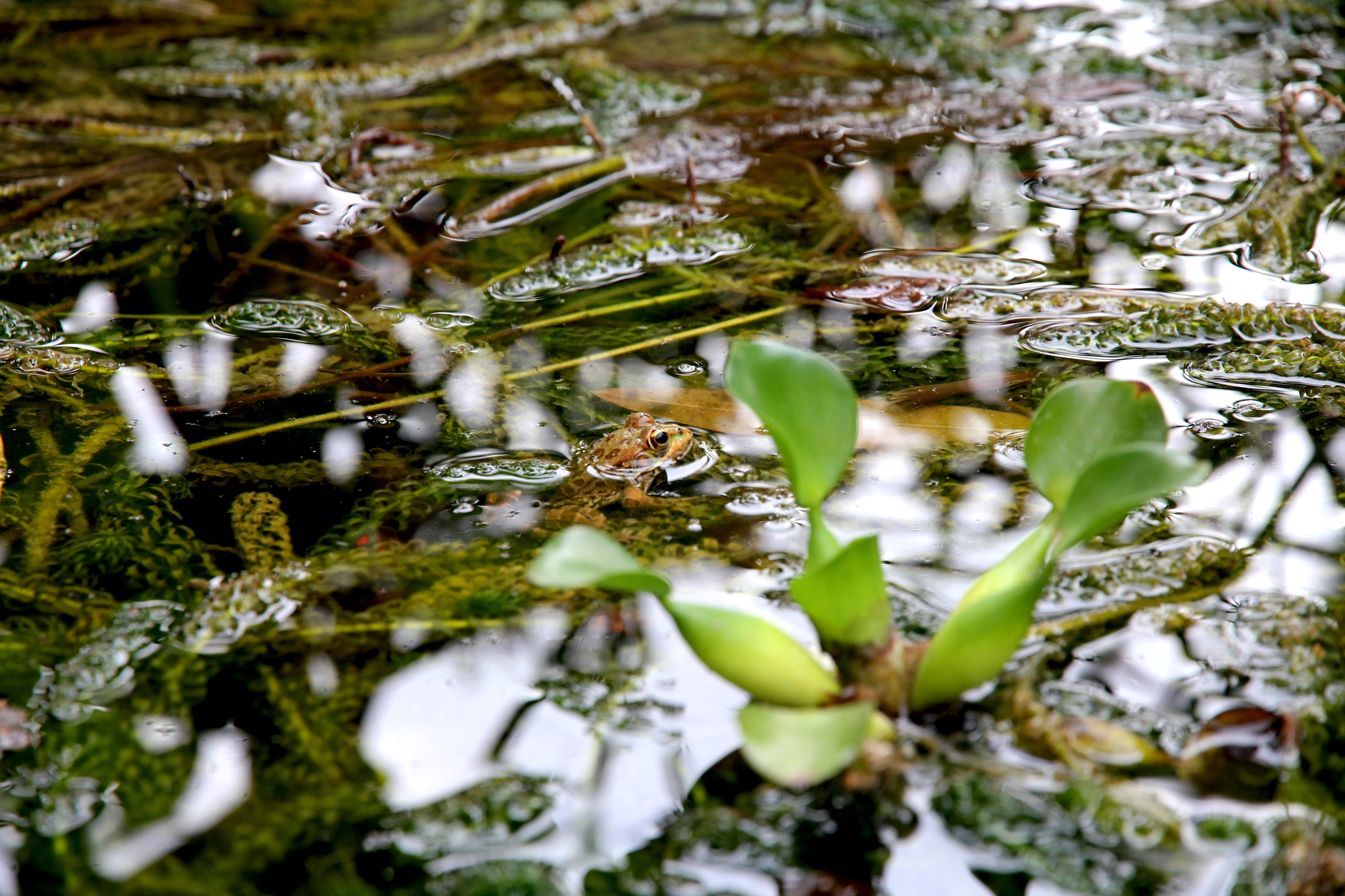 green leaf plant on water
