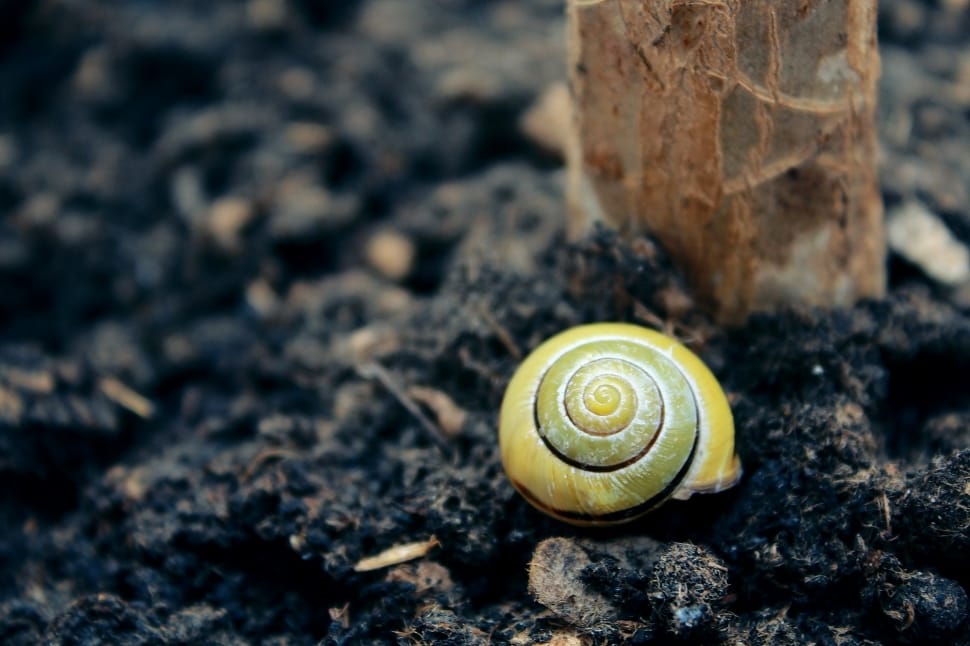 yellow nautilus shell preview
