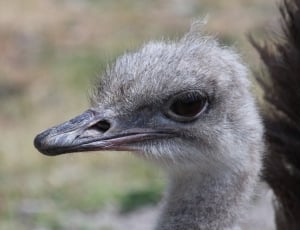 ostrich bird thumbnail