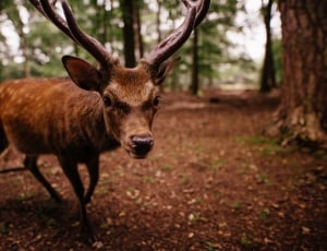 photograph of brown deer in the woods at daytime thumbnail