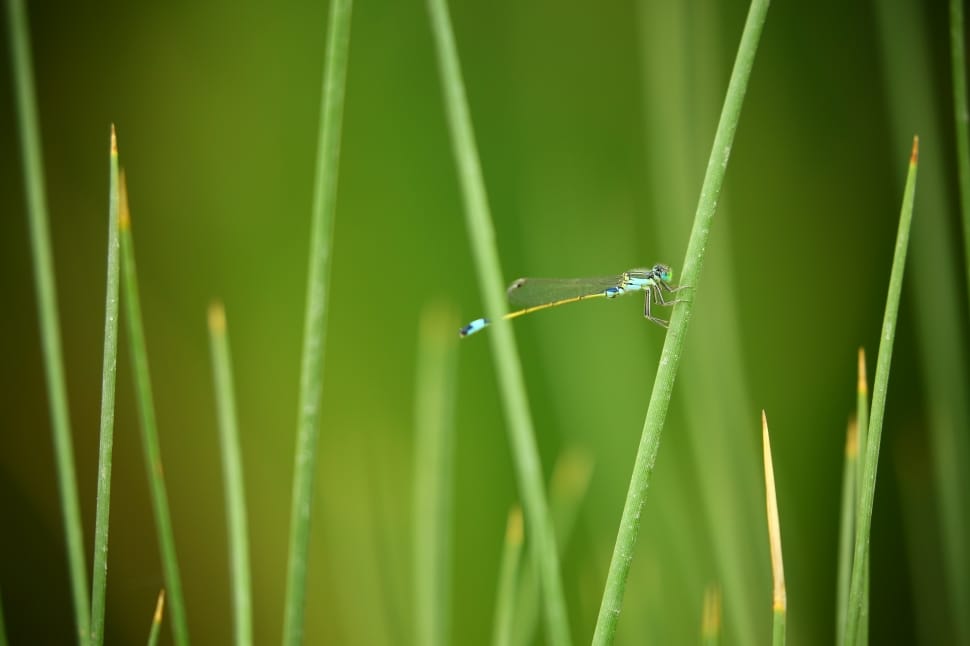 green damselfly on green plant preview