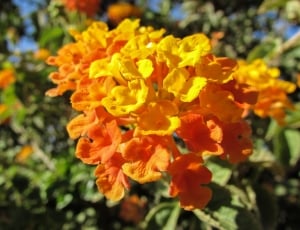 Lantana Camara, Garden, Flowers, flower, plant thumbnail